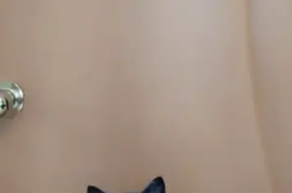 Найдена кошка, Оренбург, фото: Котенок найден: ул. Бр. Башиловых, 4