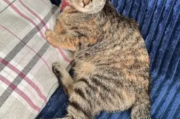 Кошки потеряшки, Барнаул, фото: Потеряшка кошка, Попова 40, Барнаул