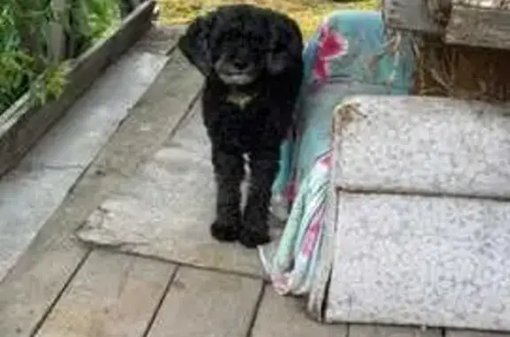 Найдена собака, , фото: Собака найдена: Железнодорожная ул, 7А