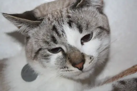 Пропала кошка на Сплавщиков, 20, Кострома
