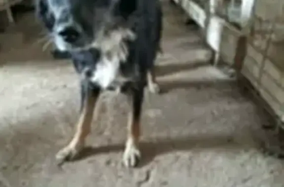 Найденные животные Камышлов, фото: Собаки отловлены: Ирбитская 66, Ленина 30