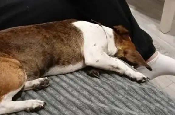 Найдена собака, Придорожный, фото: Собака найдена на Николаевском пр., 25