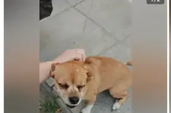 Найденные животные Камышлов, фото: Найдена собака, ул. Ленина 30, Камышлов