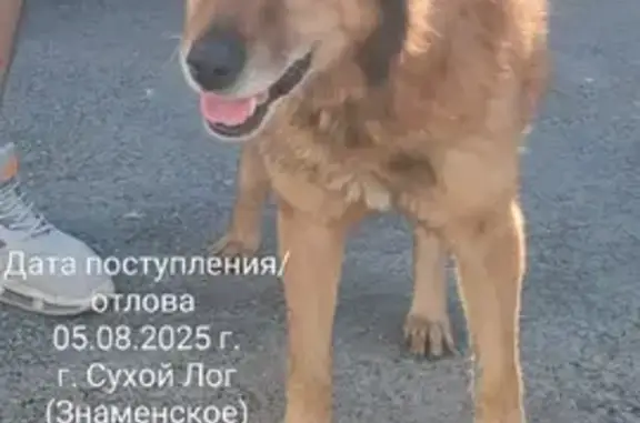 Объявления о пропавших и найденных животных, Свердловская область, фото: Собака найдена в Асбесте, Свердловская обл.