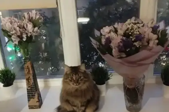 Кошки потеряшки, Любань, фото: Потеряшка кошка на ул. Островского, 11, Любань