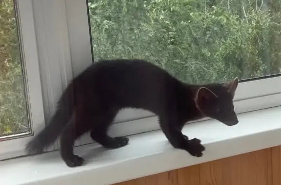 Пропал соболь на Юрина 238, Ба...