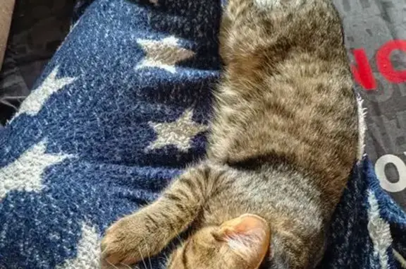 Кошки потеряшки, Шелехов, фото: Потеряшка кошка, Шелехов, 17/2