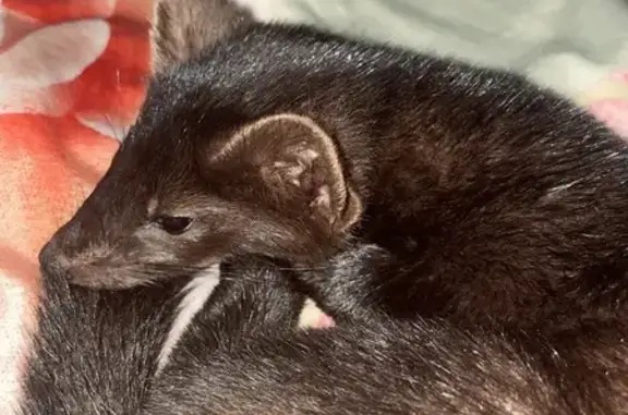 Пропал соболь Дарси на Юрина 2...