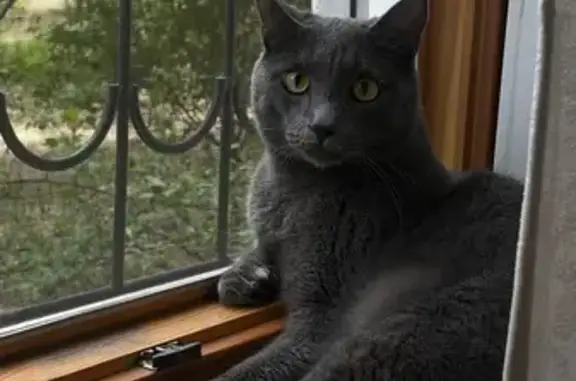 Кошки потеряшки, Улан-Удэ, фото: Потеряшка кошка, Ключевская 22, Улан-Удэ