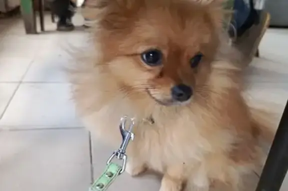 Найдена собака, Шуя, фото: Шуя: найден шпиц у помойки, Красноармейский 7