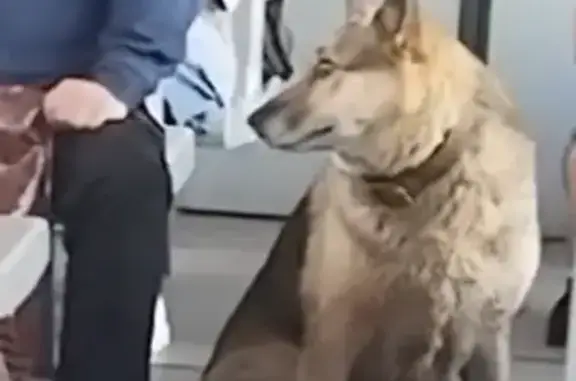 Собака найдена: Заневский пр., 69, СПб