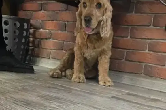 Найдена собака, Улан-Удэ, фото: Собака найдена: ул. Терешковой, 2, УУ