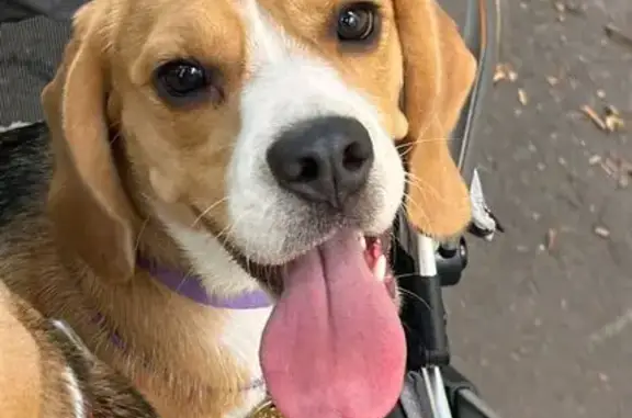 Собаки потеряшки, Московская область, фото: Потеряшка собака, МО, Триколор, 46К-8132