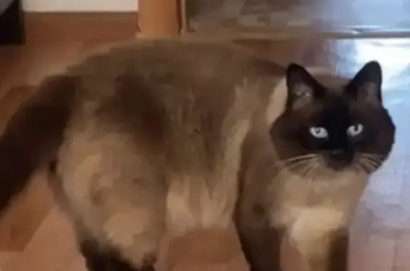 Кошки потеряшки, Сокол, фото: Потеряшка кошка, Советская ул., 55, Сокол