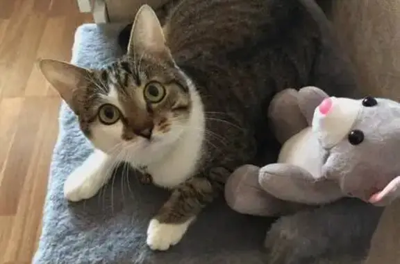 Кошки потеряшки, Йошкар-Ола, фото: Потеряшка кошка, Красноармейская 118А