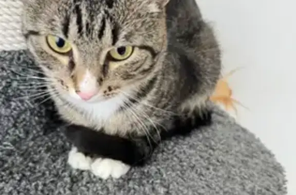 Кошки потеряшки, Северодвинск, фото: Потеряшка кошка в районе Архангельское ш., 120