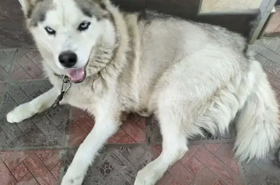 Найдена собака, Супсех, фото: Собака найдена: ул. Лермонтова, 61, Супсех