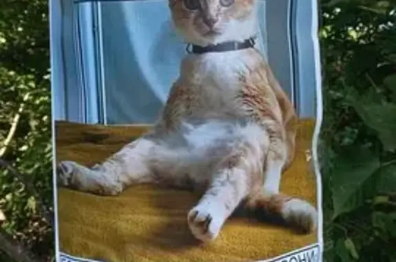 Пропала кошка, Приморский край, Русский