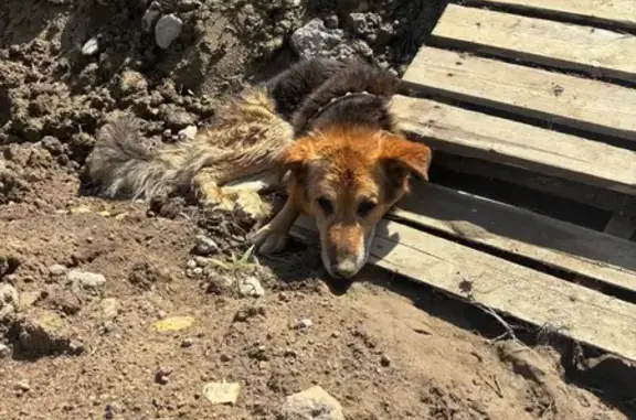 Найдена собака, Сестрорецк, фото: Собака найдена в СПб, Владимирский пр., 16