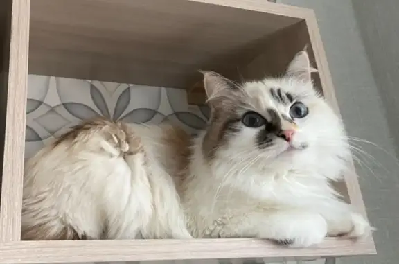 Кошки потеряшки, Красноярск, фото: Потеряшка кошка, ул. Побежимова, 11