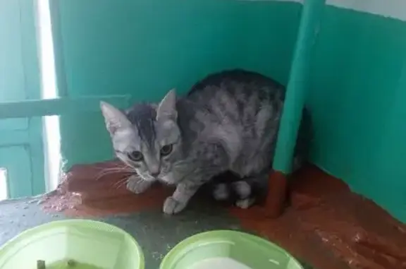 Найдена кошка, Чита, фото: Кошка найдена: Новобульварная, 131А, Чита