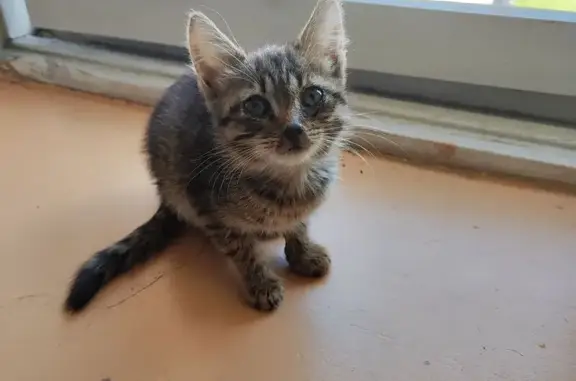 Найдена кошка, Юбилейная ул. 12, Рязань