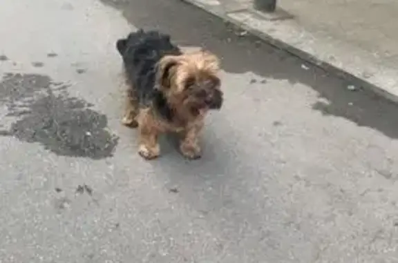 Найдена собака, Тольятти, фото: Собака найдена: ул. Фрунзе, 15, Тольятти