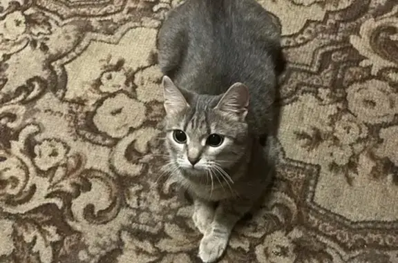 Кошки потеряшки, Фурманов, фото: Потеряшка кошка Маркиза, ул. Юная, Фурманов