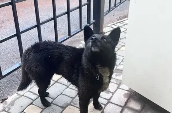 Найдена собака, Киров, фото: Собака найдена: Владимирская ул., Киров