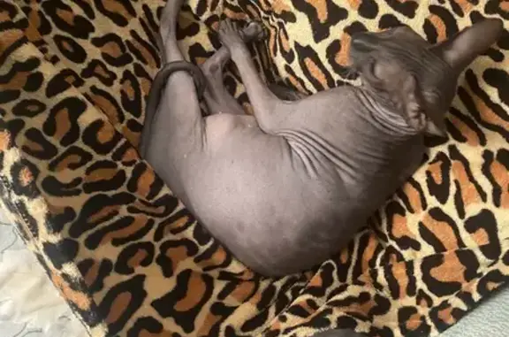 Кошки потеряшки, Москва, фото: Потеряшка кошка, Красная площадь 3