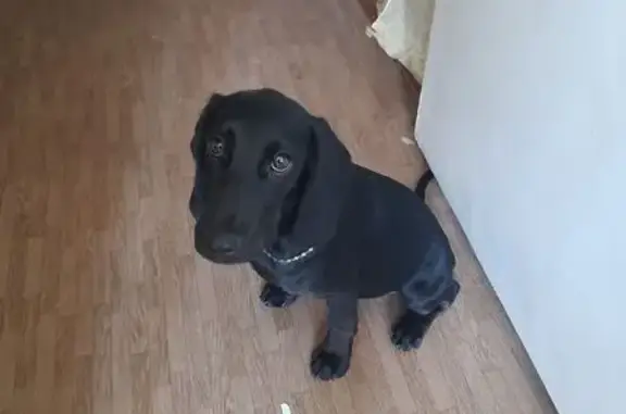 Найдена собака, Волгодонск, фото: Найдена черная собака, Морская 43, Волгодонск