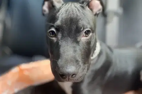 Найдена собака, Миасс, фото: Найден щенок питбуля, пр. Автозаводцев, Миасс