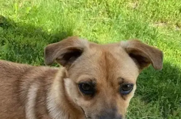 Пропала собака 