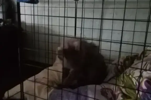 Найдена кошка, Рубцовск, фото: Котёнок найден: Гражданский пер., 44, Рубцовск