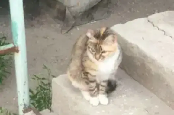 Кошка найдена: 202 1к 2п 1, Якутск