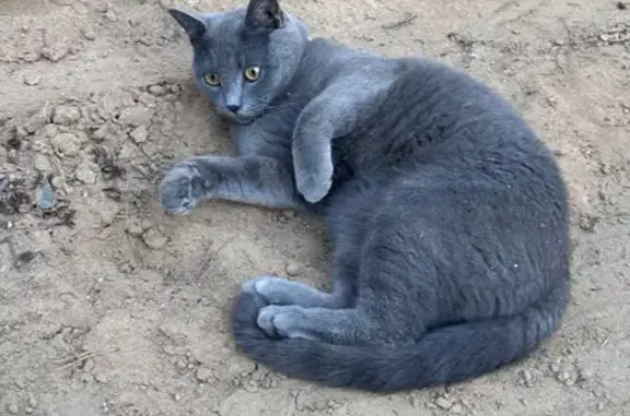 Найдена кошка, Чита, фото: Кошка найдена на ул. Токмакова, 27, Чита