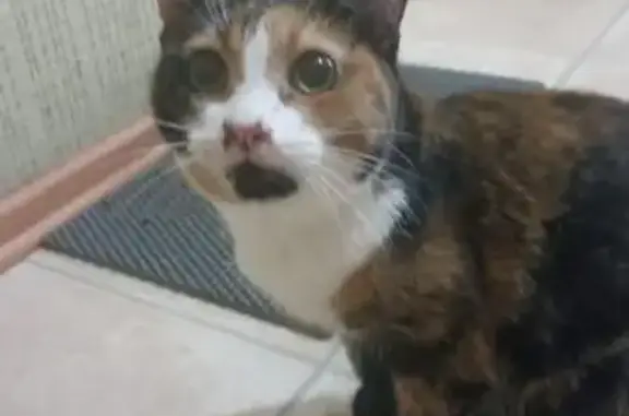 Найдена кошка, Рязань, фото: Кошка найдена: Касимовское шоссе, 65 к1