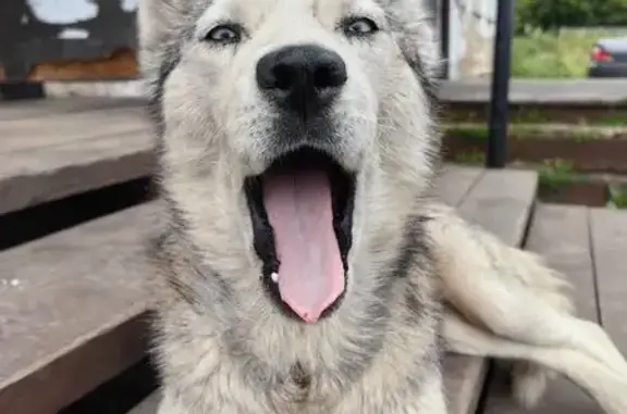 Найдена собака, Шевели, фото: Хаски найдена: Набережная ул., 4, Шевели