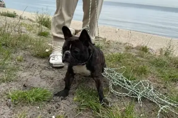 Найдена собака, Куликово, фото: Собака найдена: Озёрная ул., 9, Куликово