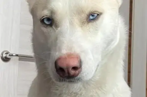 Собаки потеряшки, Родина, фото: Потеряшка собака на Набережной улице, 17