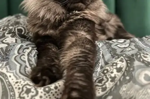 Кошки потеряшки, Грабцево, фото: Потеряшка кошка, Юбилейная ул. 18, Грабцево