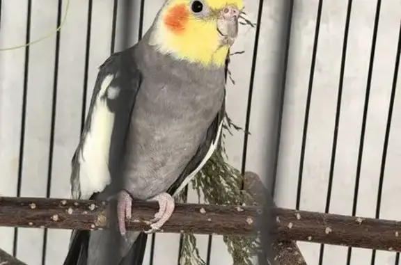 Пропала птица, Вырица, Ленобласть