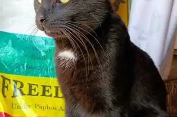 Кошки потеряшки, поселок Зверосовхоза, фото: Потеряшка кошка, Центральная ул. 4, Зверосовхоз