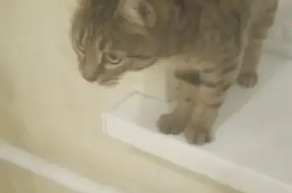 Пропала ласковая кошка, Наб. Челны, 35/6/3