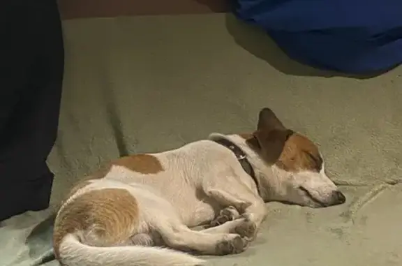 Собаки потеряшки, Красноярск, фото: Потеряшка собака, ул. Седова 16, Красноярск