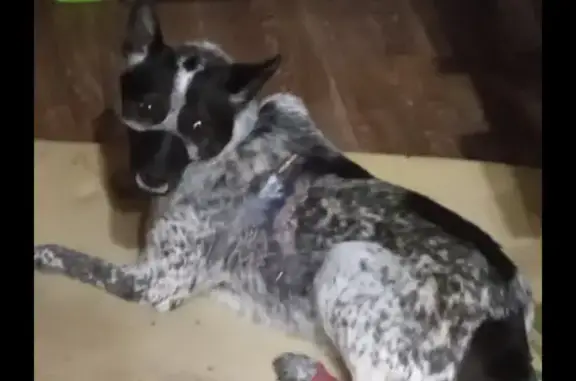 Пропала лайка с ошейником, 29К-008, Кондрово