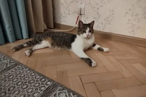 Кошка найдена: ул. Покрышкина 6, Краснодар