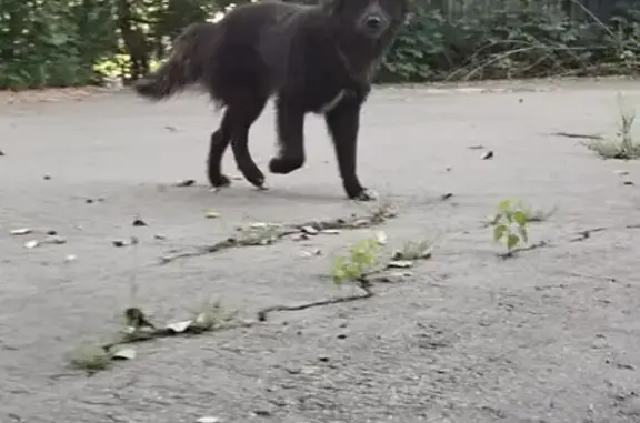 Собака найдена: Марьина Роща, 17-й пр., 11