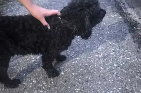 Собака найдена на Карла Ильмера 21, Томск