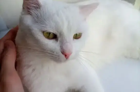 Пропала белая кошка, Ленинградская 8